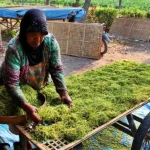 Anggaran DBHCHT Menyusut, Sarpras Petani Tembakau Pacitan Terimbas